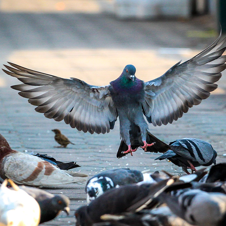 commercial-bird-removal